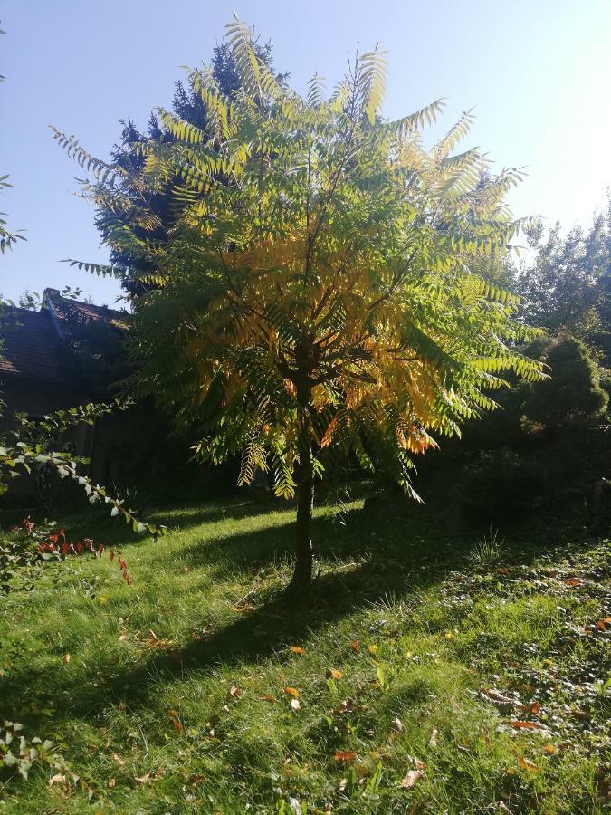 Mohas Vendeghaz Koszeg Mohas Ut 107 호텔 외부 사진